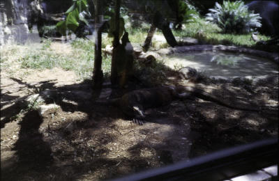 zoo-4thJuly-17.jpg